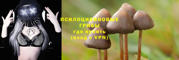 сатива Шадринск